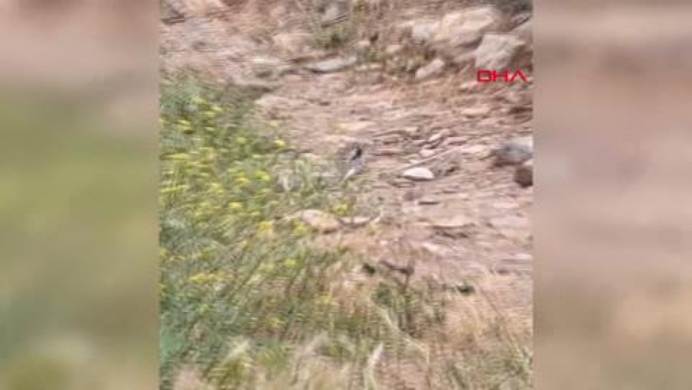 Çanakkale'de yılanların 'çiftleşme dansı' kamerada